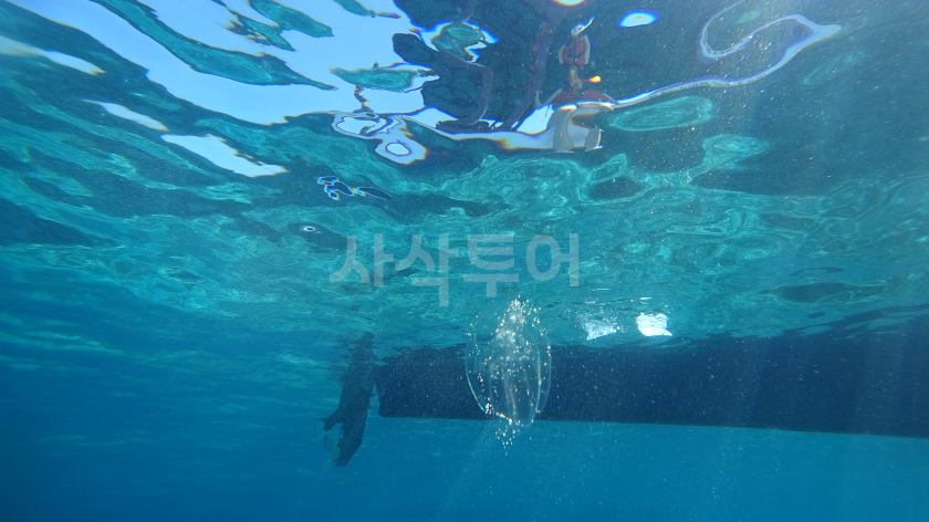 해파리2.jpg