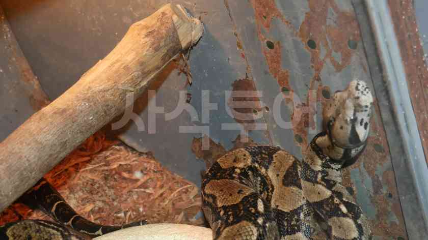 따만전시관P1050165.JPG