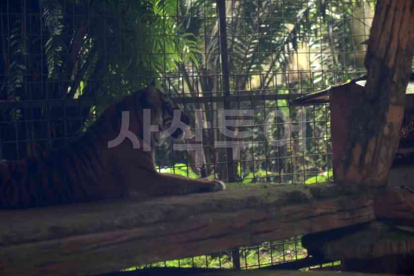 따만사파리2DSC_4770.JPG