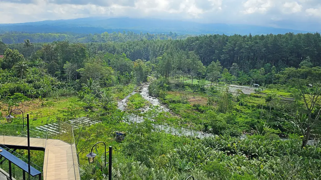 PINUS SEWU20250623_122702.webp
