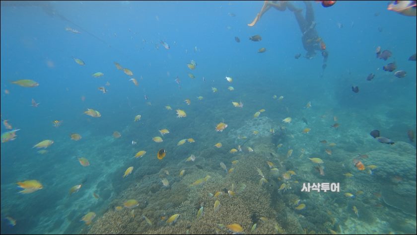 파당바이 스노클링수중123.JPG