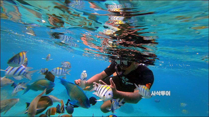 파당바이 스노클링수중011.JPG