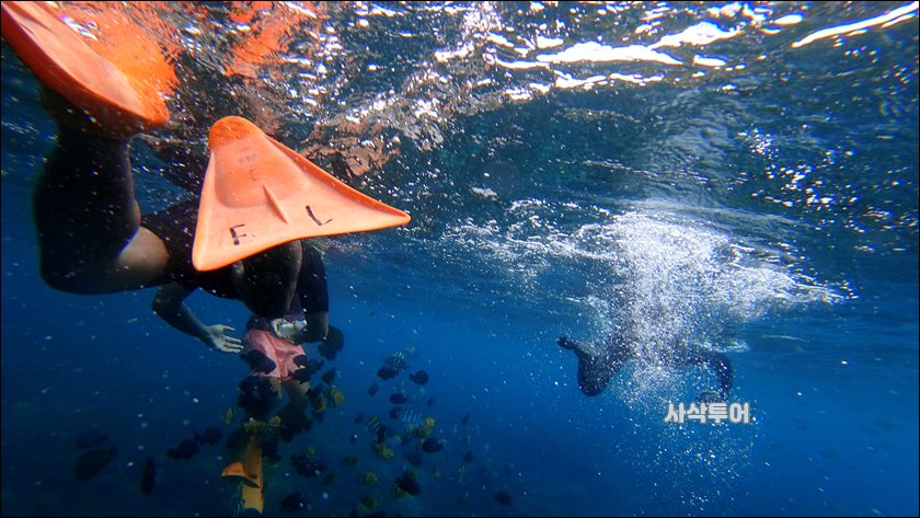 파당바이 스노클링수중066.JPG