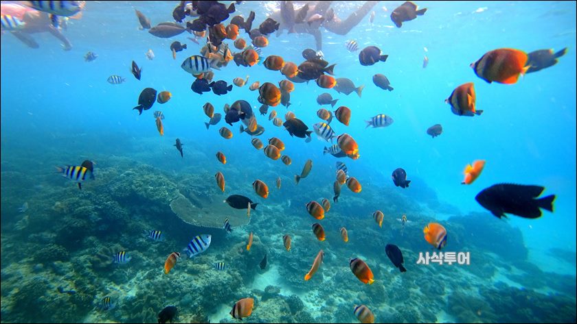 파당바이 스노클링수중077.JPG