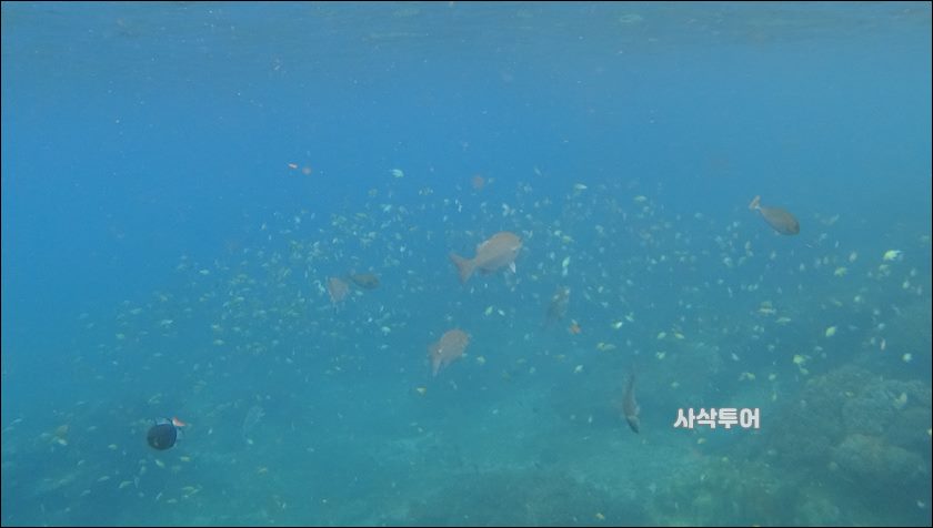 파당바이 스노클링수중032.JPG