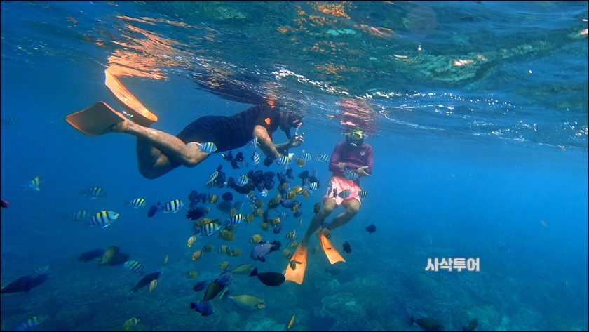 파당바이 스노클링수중067.JPG