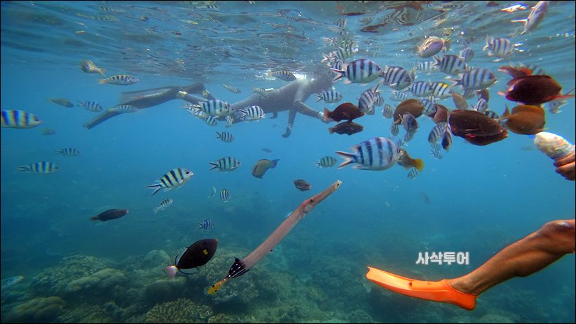 파당바이 스노클링수중121.JPG