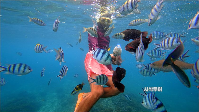 파당바이 스노클링수중017.JPG