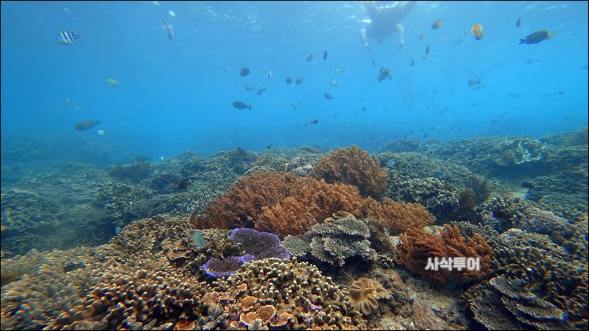 파당바이 스노클링수중089.JPG