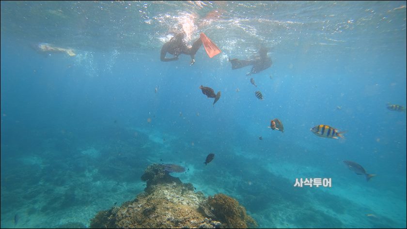 파당바이 스노클링수중057.JPG