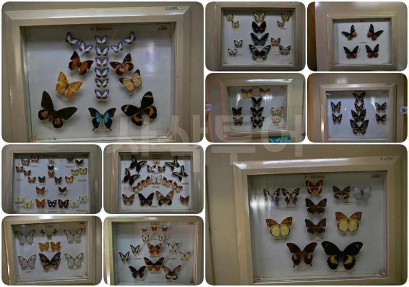 나비박물관곤충박물관5.jpg