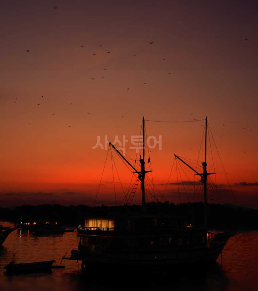 깔롱섬 박쥐 비행