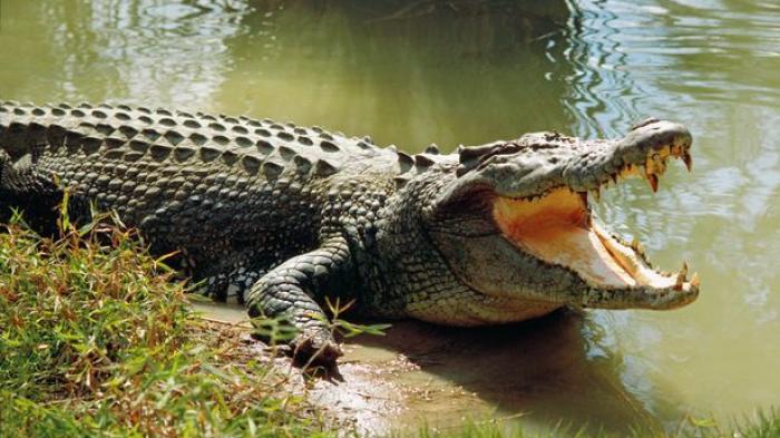 Crocodylus raninus(깔리만탄악어).jpg