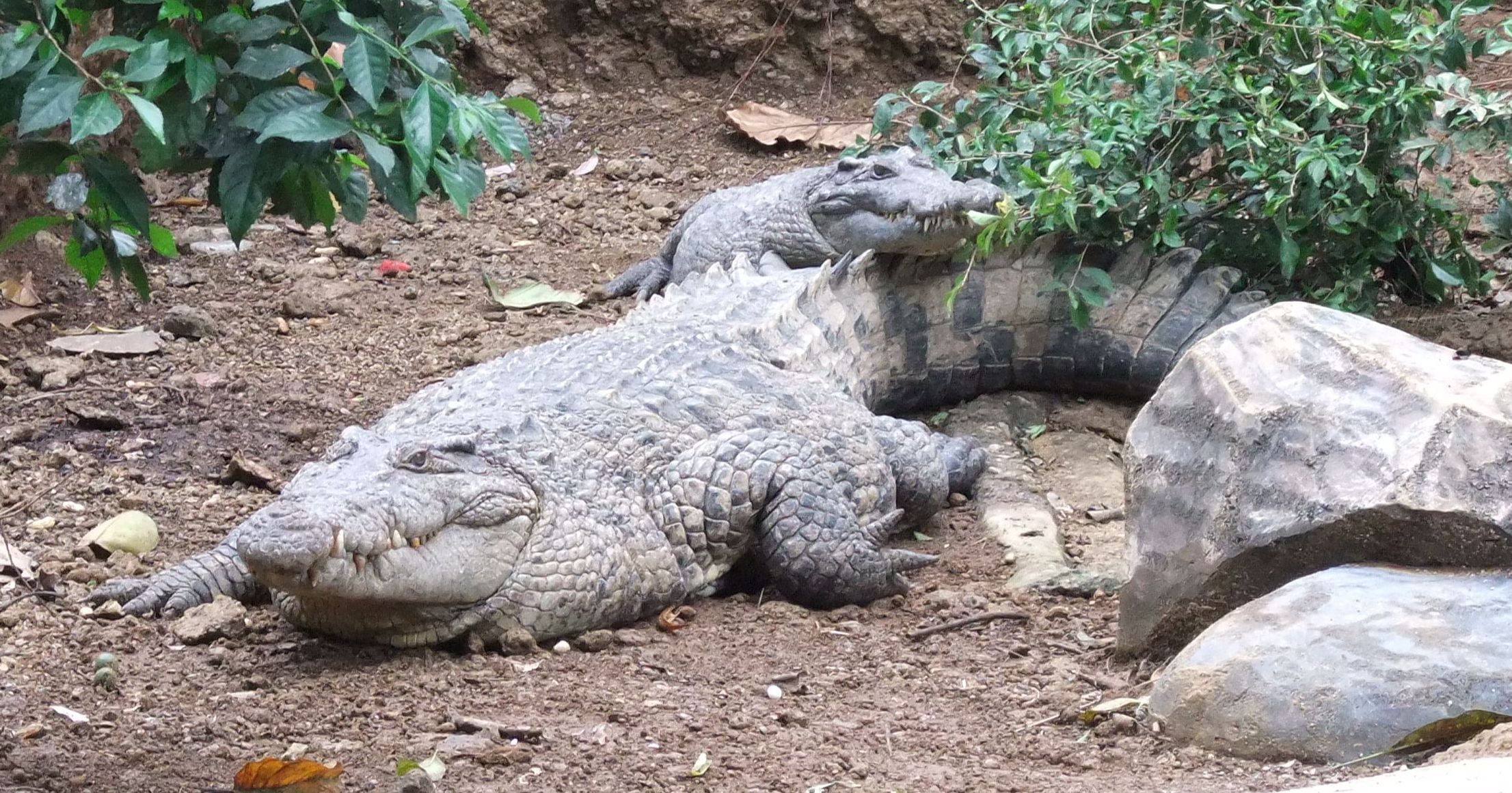 buaya irian (Crocodylus novaeguineae).jpg