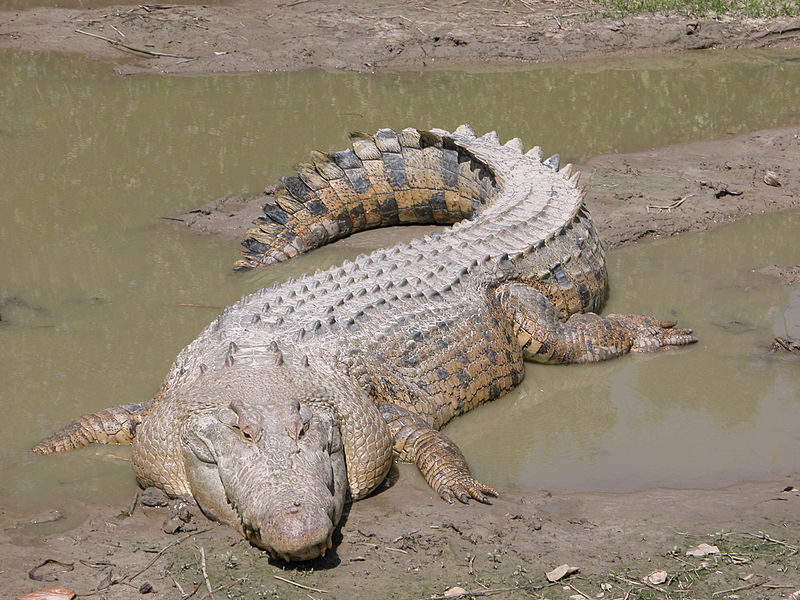 Crocodylus porosus (바다악어).jpg