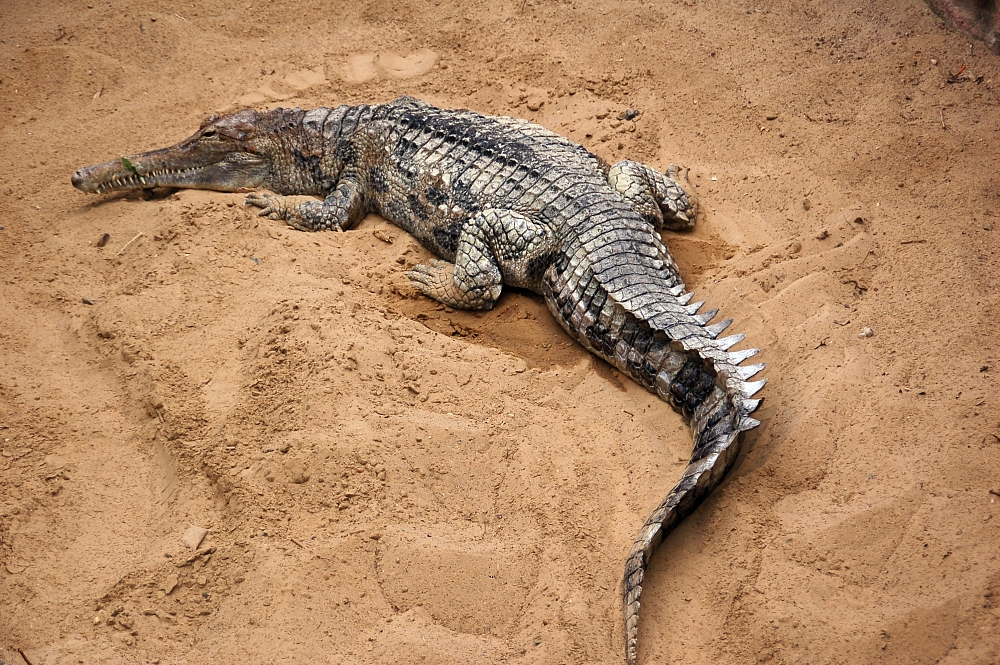 말레이가비알(False gharial).jpg